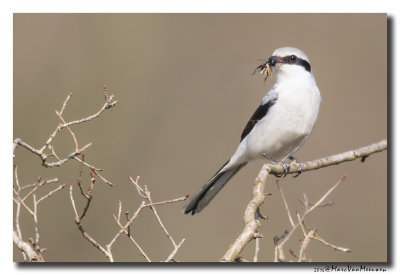 Klapekster - Great Grey Shrike 20160310