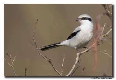 Klapekster - Great Grey Shrike 20160310