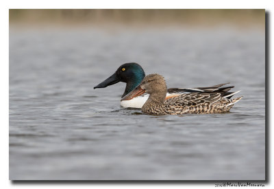 Slobeend - Northern Shoveler 2016