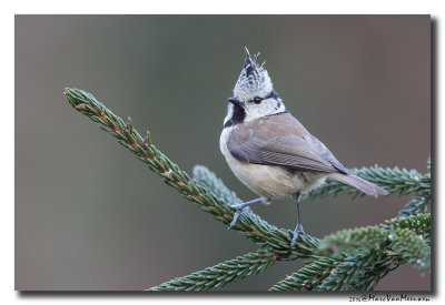 Kuifmees - Crested Tit 20160218