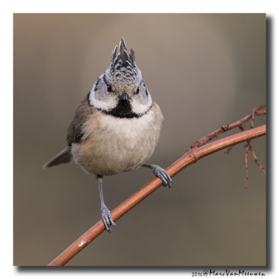 Kuifmees - Crested Tit 20160228