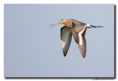 Grutto - Black-tailed Godwit 2016