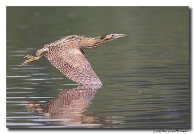 Roerdomp - Great Bittern