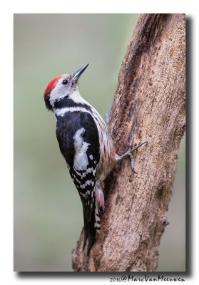Middelste Bonte Specht - Middle Spotted Woodpecker 20160520