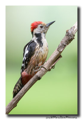 Middelste Bonte Specht - Middle Spotted Woodpecker 