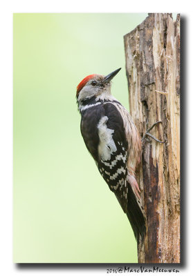 Middelste Bonte Specht - Middle Spotted Woodpecker 20160520