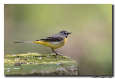 Grote Gele Kwikstaart - Grey Wagtail20160502
