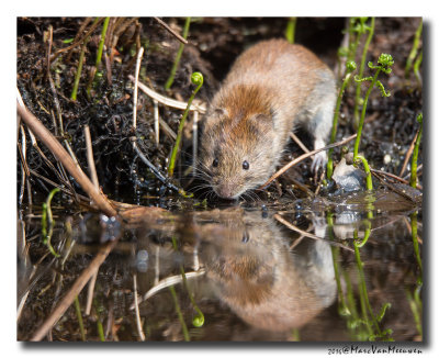 Muis-spec20160414