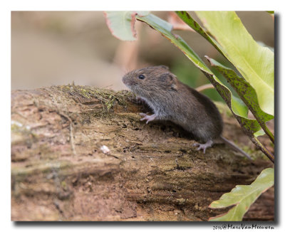 Muis-spec20160414
