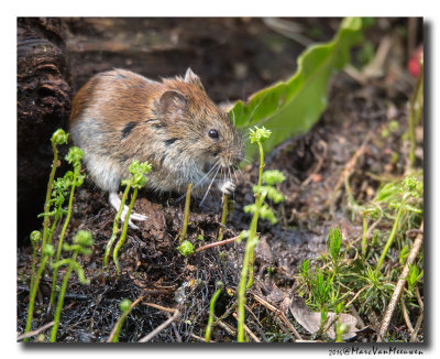 Muis-spec20160414