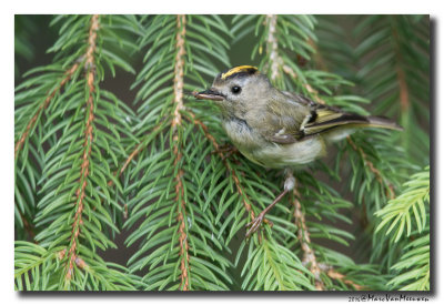 Goudhaan - Goldcrest 20160608