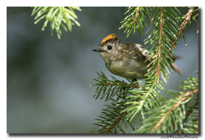 Goudhaan - Goldcrest 20160608