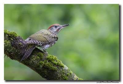 Groene Specht - Green Woodpecker 20160621