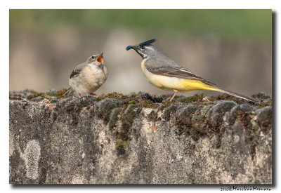 Grote Gele Kwikstaart - Grey Wagtail20160607