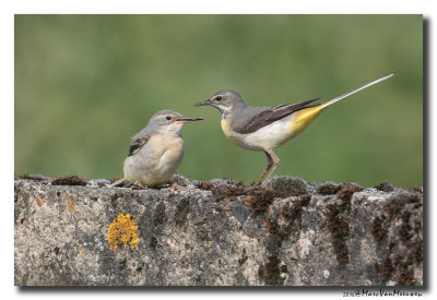 Grote Gele Kwikstaart - Grey Wagtail20160607