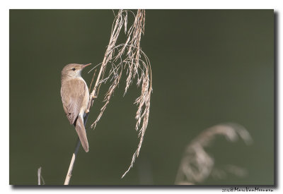 Kleine Karekiet - Reed Warbler 20160609