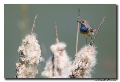 Blauwborst - Bluethroat 2016