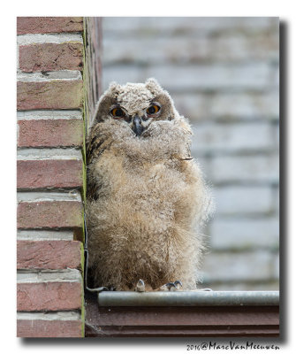 Oehoe - Eagle Owl 201606