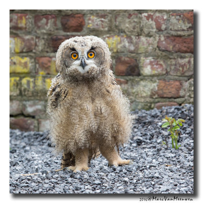 Oehoe - Eagle Owl 