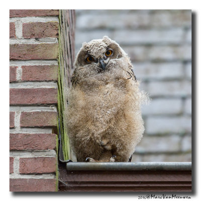Oehoe - Eagle Owl 201606
