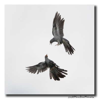 Koekoek - Cuckoo