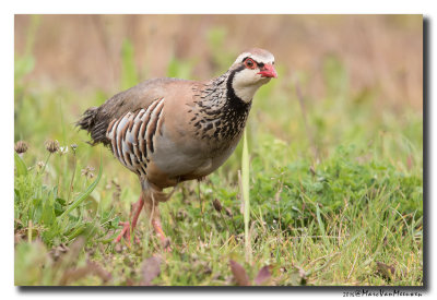 Rode Patrijs - Red-legged Partridge 20160622