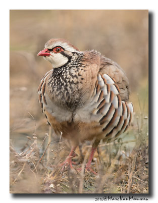 Rode Patrijs - Red-legged Partridge 20160622