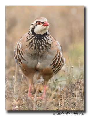 Rode Patrijs - Red-legged Partridge 20160622