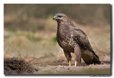 Buizerd - Buzzard 20160412