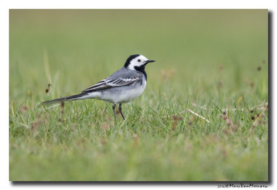 Witte Kwikstaart - White Wagtail 20160418 