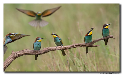 Bijeneter - Bee-eater 20160622