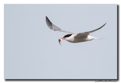 Visdief - Common Tern 20160706