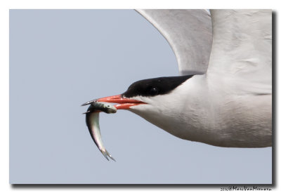 Visdief - Common Tern 20160706