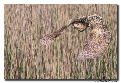 Roerdomp - Great Bittern