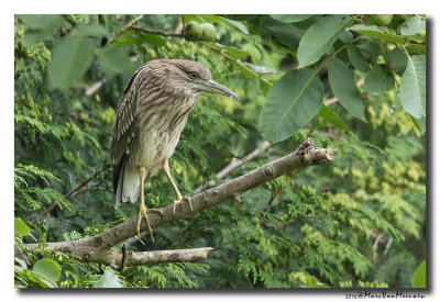 Kwak - Black-crowned Night-Heron 20160712