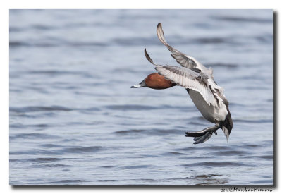 Tafeleend - Pochard 2016