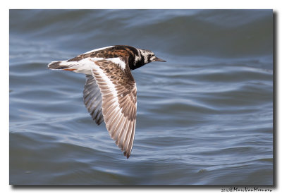 Steenloper - Ruddy Turnstone 2016