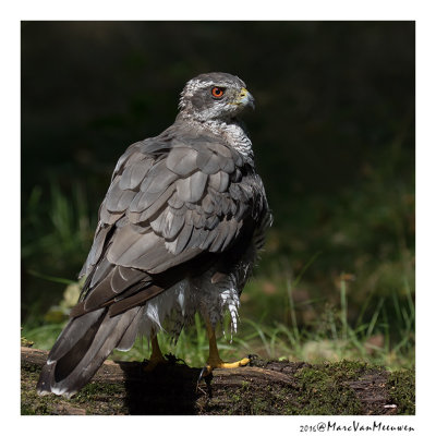 Havik - Northern Goshawk 