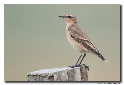 Tapuit - Northern Wheatear 20160819