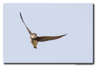 Oeverzwaluw - Sand Martin 