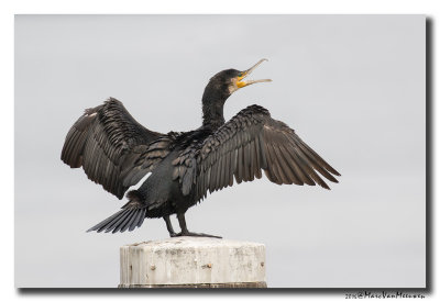 Aalscholver - Great Cormorant 2016