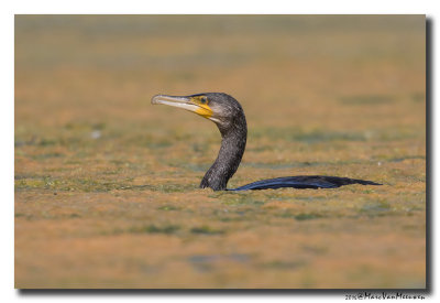 Aalscholver - Great Cormorant 2016