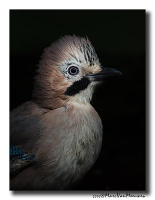 Gaai - Jay 20160818