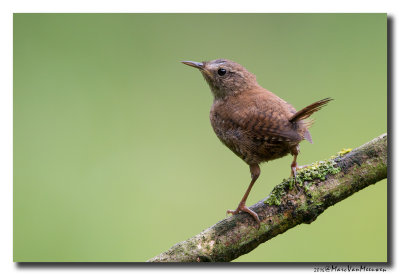 Winterkoning - Eurasian Wren 20160729