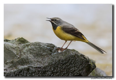 Grote Gele Kwikstaart - Grey Wagtail20160411