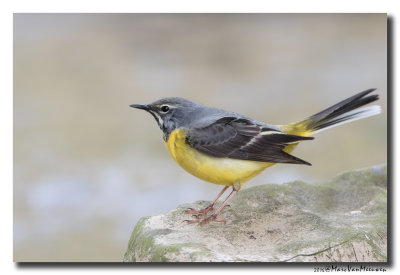 Grote Gele Kwikstaart - Grey Wagtail20160411