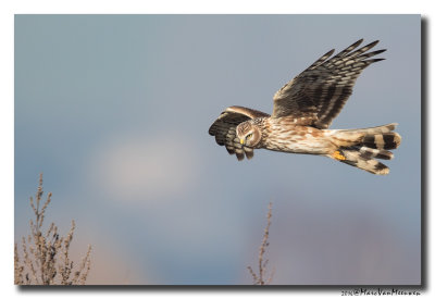 Blauwe Kiekendief - Hen Harrier 20160216