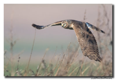Blauwe Kiekendief - Hen Harrier 20160216