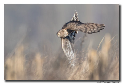 Blauwe Kiekendief - Hen Harrier 20160216
