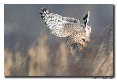 Blauwe Kiekendief - Hen Harrier 20160216